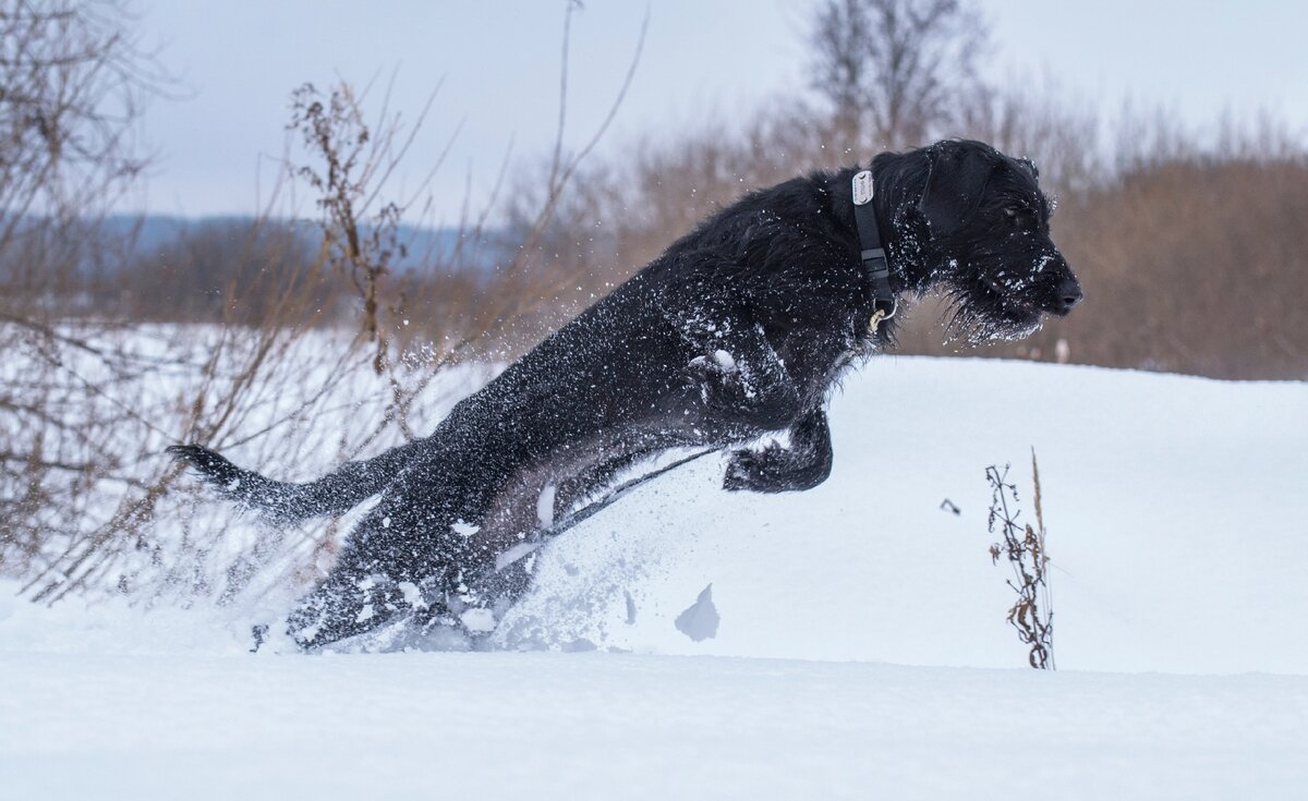 Автоконцерн Ягуар задумался о замене своей известной эмблемы на изображение Рафы