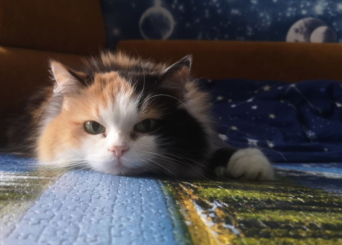 Кошка Рыся одобряет: она любит, когда ее хорошо кормят и пр этом не заставляют мурчать или играть :)