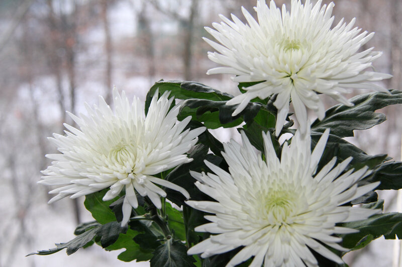 фото из открытого источника