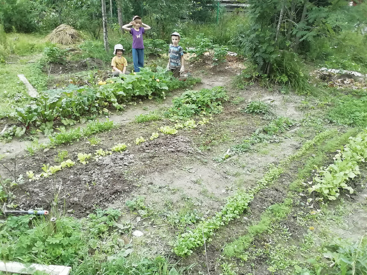 Красницы. Огород. 