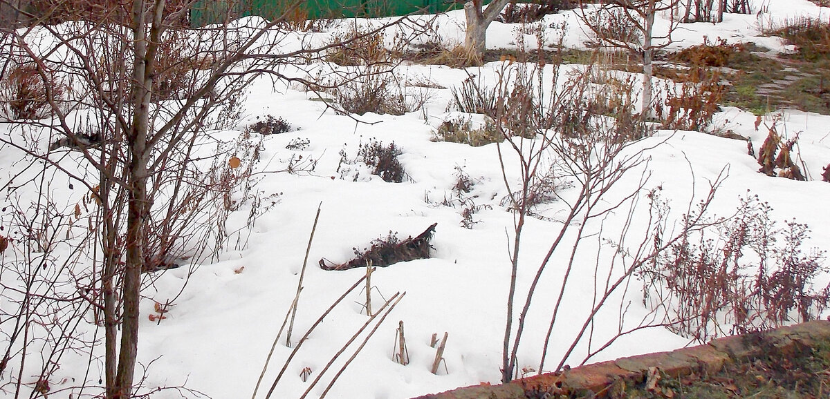 Вот так выглядит участок поздней осенью. Не очень презентабельно.. Но видят его только мышки. Даже наш местный ёжик уже спит..