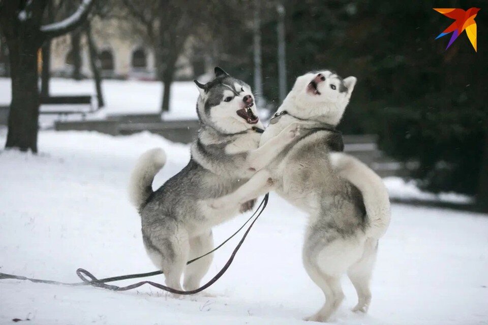     Ученые выяснили, что ДНК собак из Чернобыля имеет уникальную структуру. Снимок используется в качестве иллюстрации. Павел МАРТИНЧИК