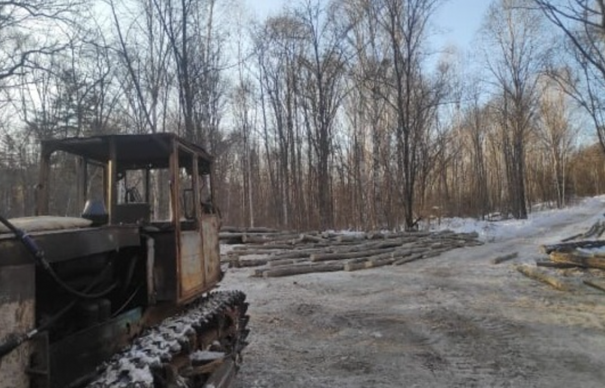    В Хабкрае лесорубу грозит два года тюрьмы за спил четырёх деревьев