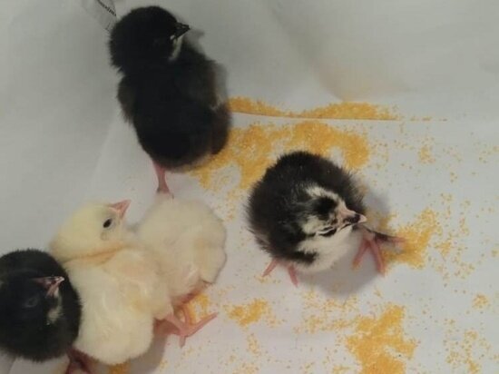     Фото: vk.com/tshi_ngau