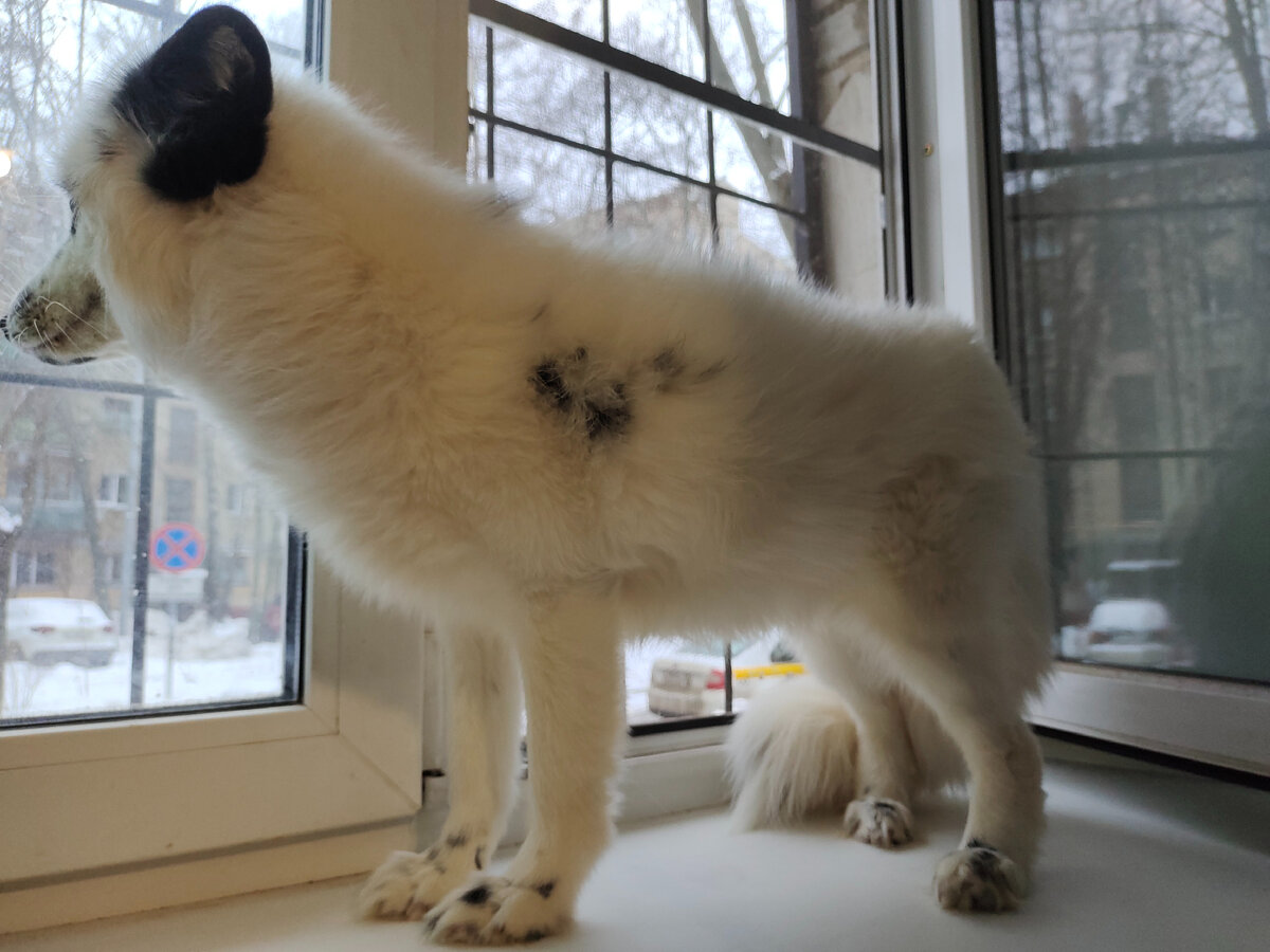 высматривает мамку с вкусняшками из магазина