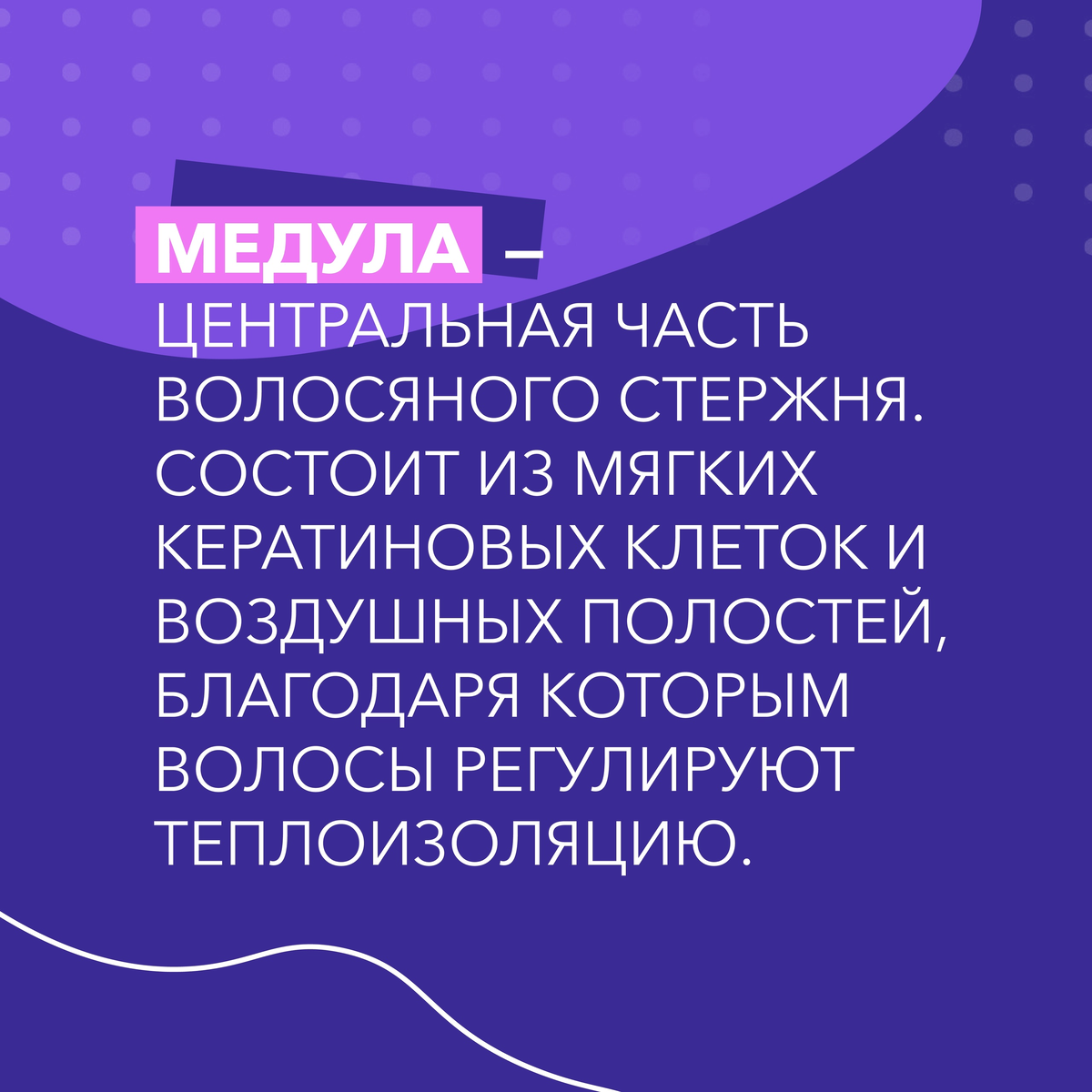Медула