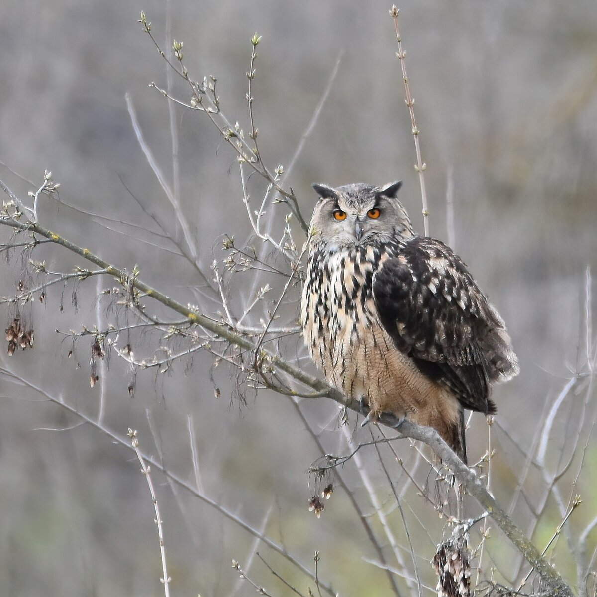 Филин bubo bubo. Оренбургский заповедник животные. Ушастая сова курская область. Сихотэ-алинский заповедник рыбный филин. Рыбный филин дальний восток.