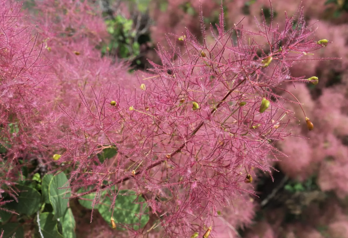 Скумпия Кожевенная (Cotinus coggygria `Royal Purple`)