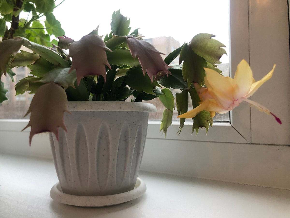 Вот такая получалась статья-самотерапия)