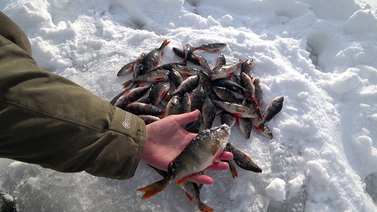 Зимняя рыбалка на белоярском водохранилище. Рыбалка на белоярском водохранилище. Рыбалка на белоярке. Белоярское водохранилище рыба. Рыбалка на белоярском и рефтинском водохранилище.