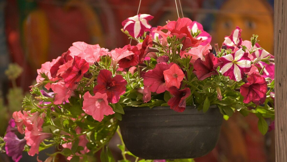     Колеусы, тагетесы, катарантусы, петунии и прежде давно выращивали в Ростове. Очень хорошо, что сейчас решили вновь вернуться к этим цветам. Они сделают Ростов нарядным и красивым, сообщила RostovGazeta ведущий агроном Ботанического сада ЮФУ, к.с-х.наук, Любовь Бурлуцкая.