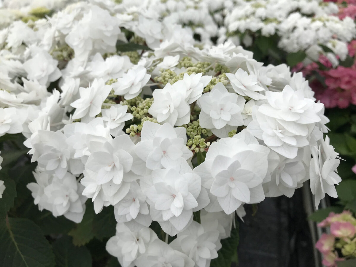  hydrangea macrophylla Wedding Gown 