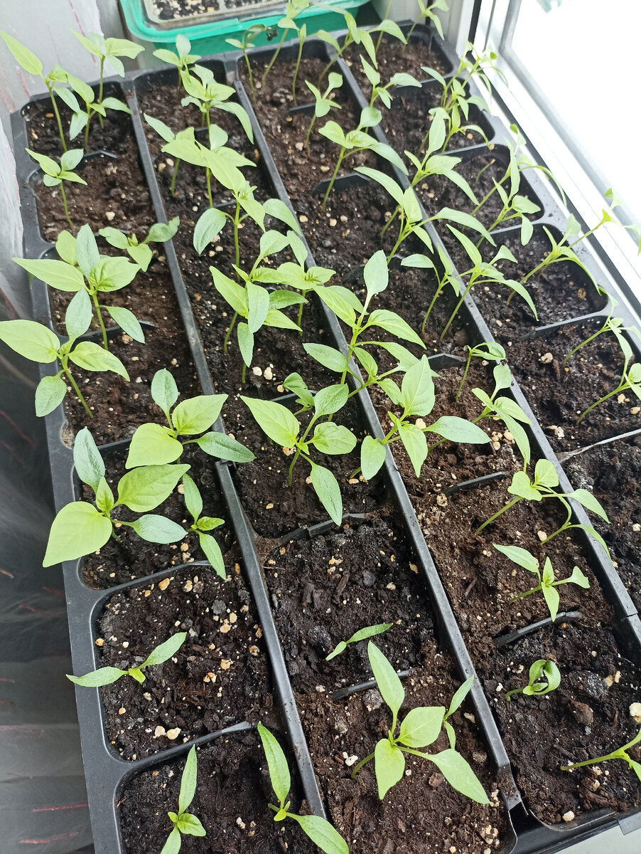 Мои перчики