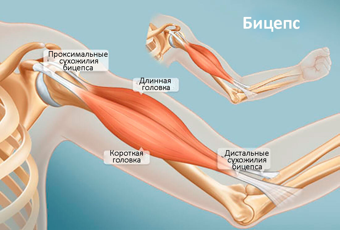 Строение бицепса. 