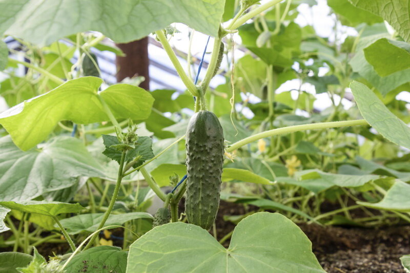 Ранний урожай огурцов