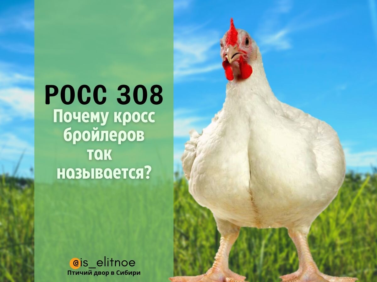 Кросс кур мясного направления ROSS 308