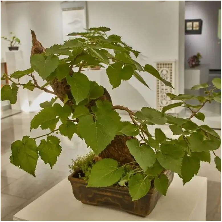 Фото: Умар Курбанов. 2022 г. 
Источник: https://www.globuya.com/UZ/Tashkent/522824604584512/The-House-Flowers
