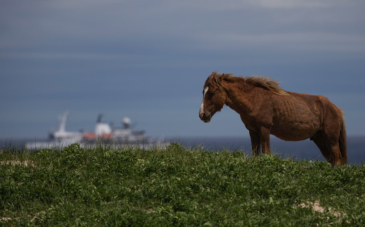 Пони острова Сейбл. Остров Сейбл. Лошадиный остров. Сейбл лошади. Wild horse islands the hunt