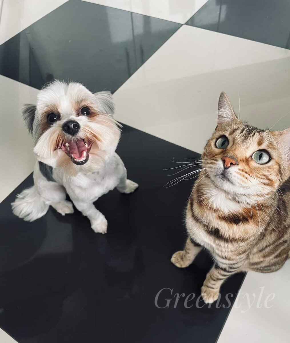 Greenstyle Ela и ее новый друг, йорк