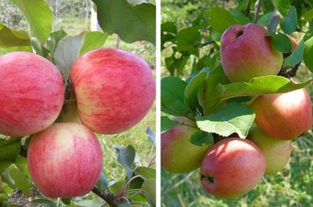 Сорт орлик, орлик, яблоко. Лучшие сорта яблонь низкорослые. Лучшие сорта яблонь низкорослые. Лучшие сорта яблонь низкорослые. Кустовые яблони низкорослые.