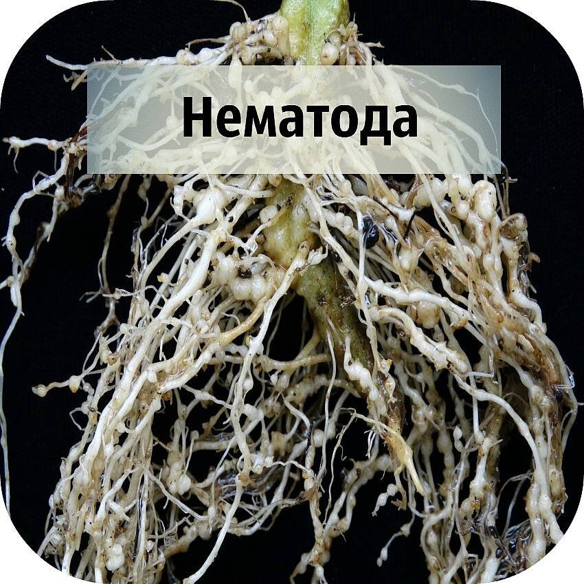 Корневая нематода фото