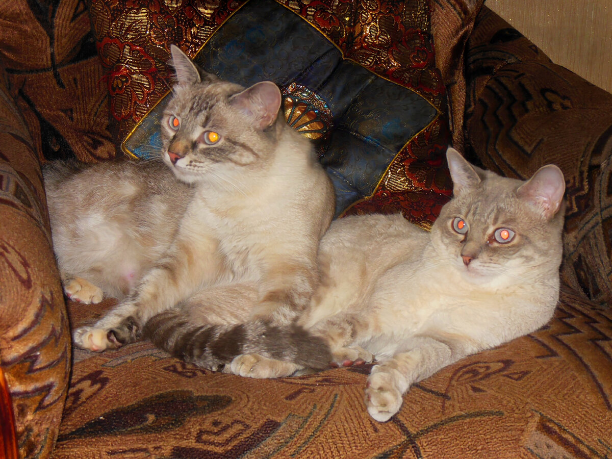 фото Лолы и Жигана.