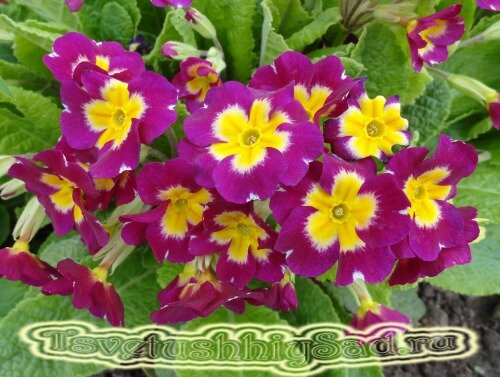 Примула Биг Бен малиновая с желтой серединкой