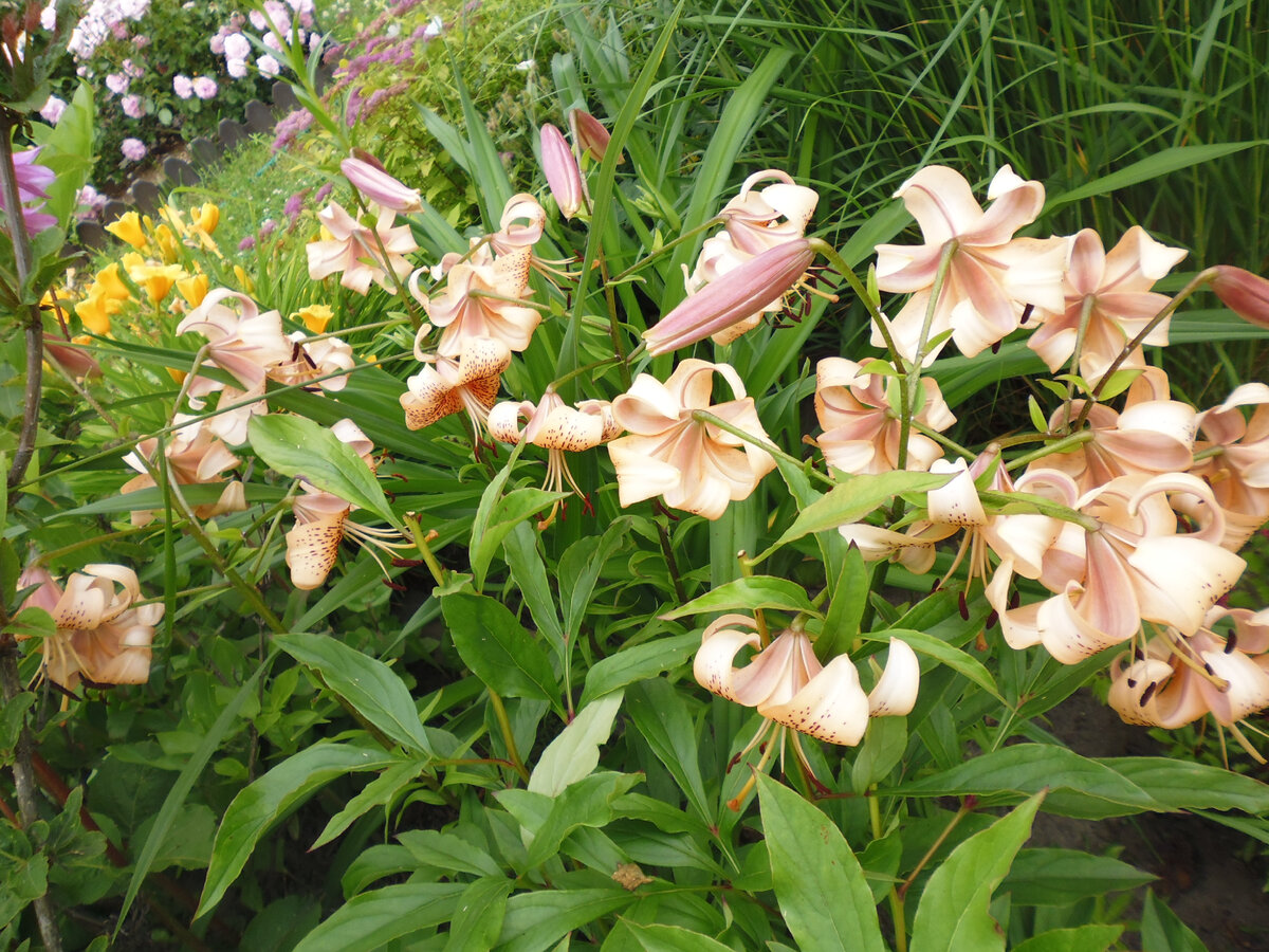 Лилия "Тайгер Бейбис" на даче, 2017 год (та же самая).