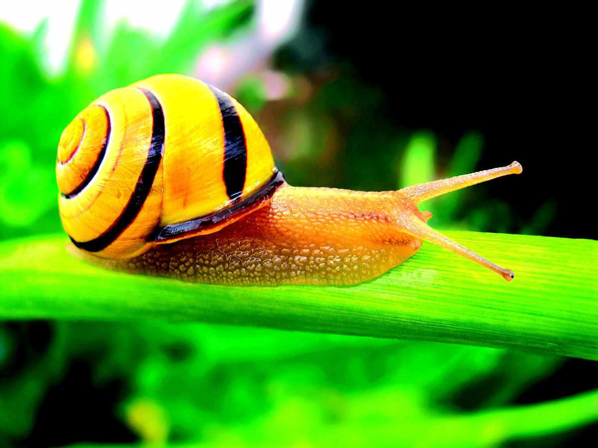 Улиточка Улина