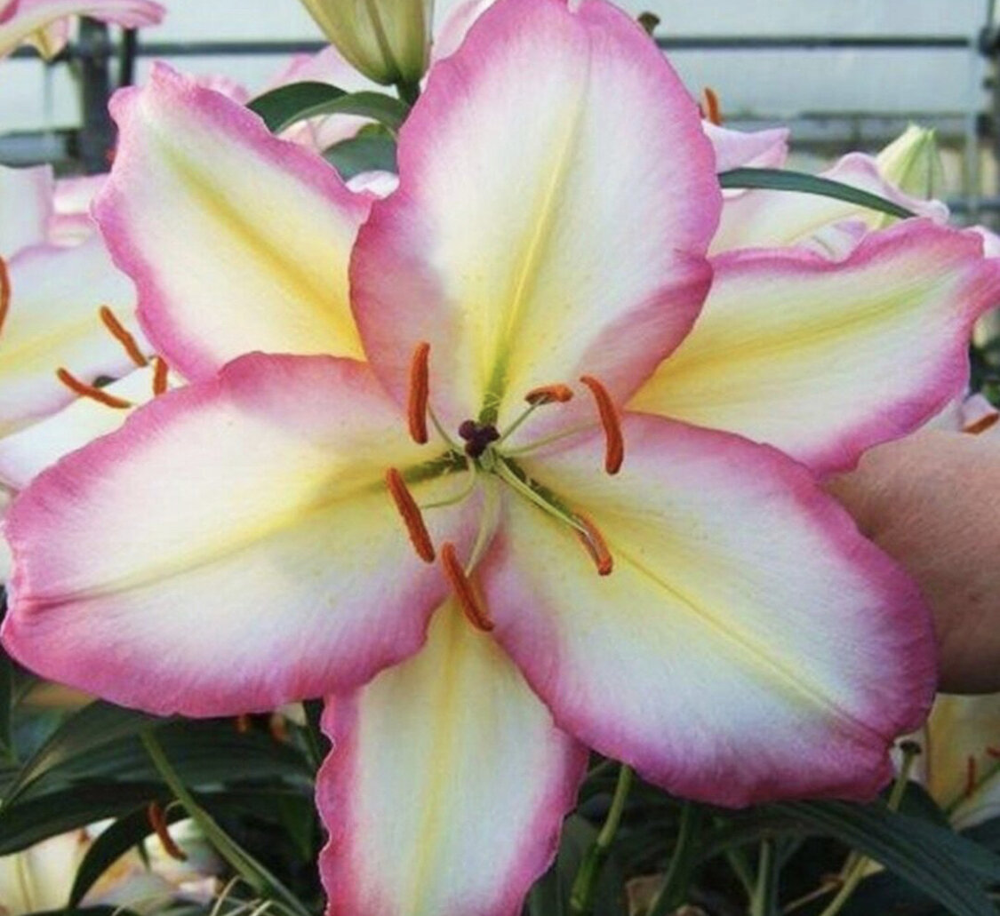 Лилия Примроуз хил .Зимостойкость -29с