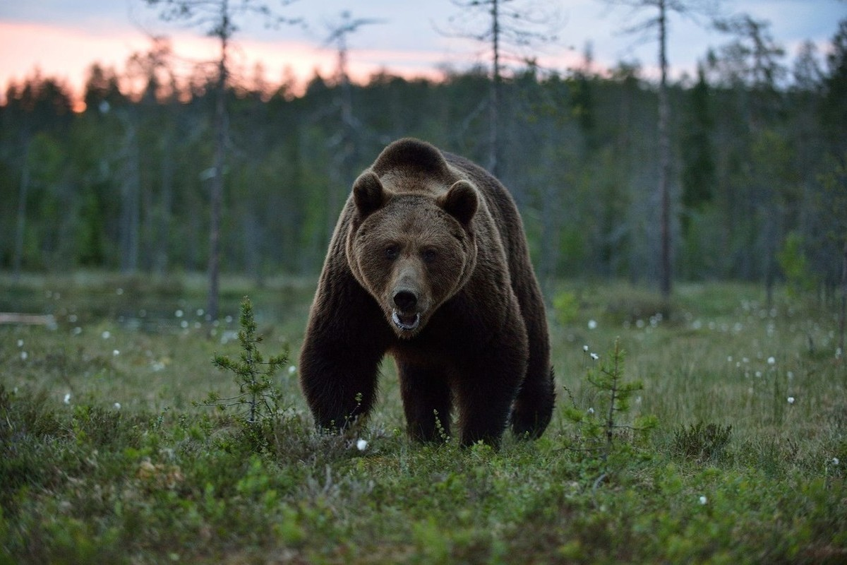 🐻 Что делать при нападении медведя? | В диких условиях | Дзен