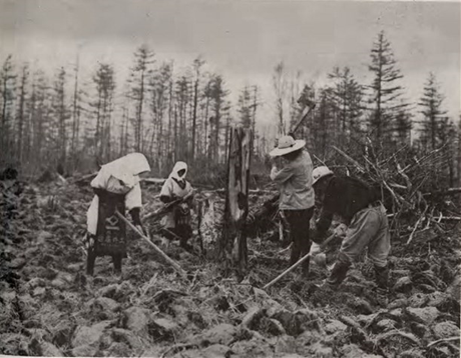 Японцы на полях Карафуто. 