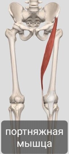Портняжная мышца. | Заметки спортивного врача. | Дзен