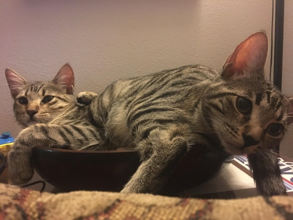 Что с котиками происходит?