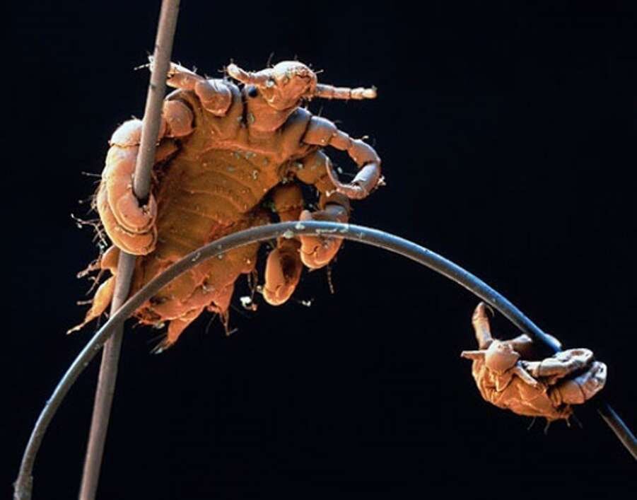 картинка с открытого доступа.