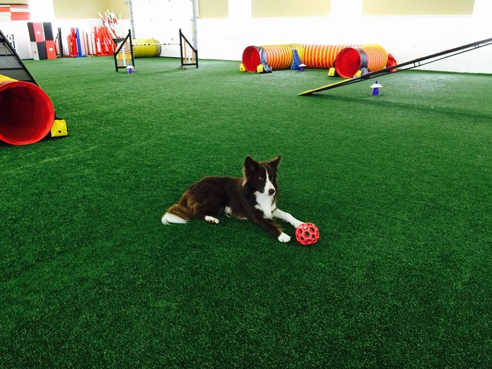 На искусственной траве собакам максимально комфортно и безопасно