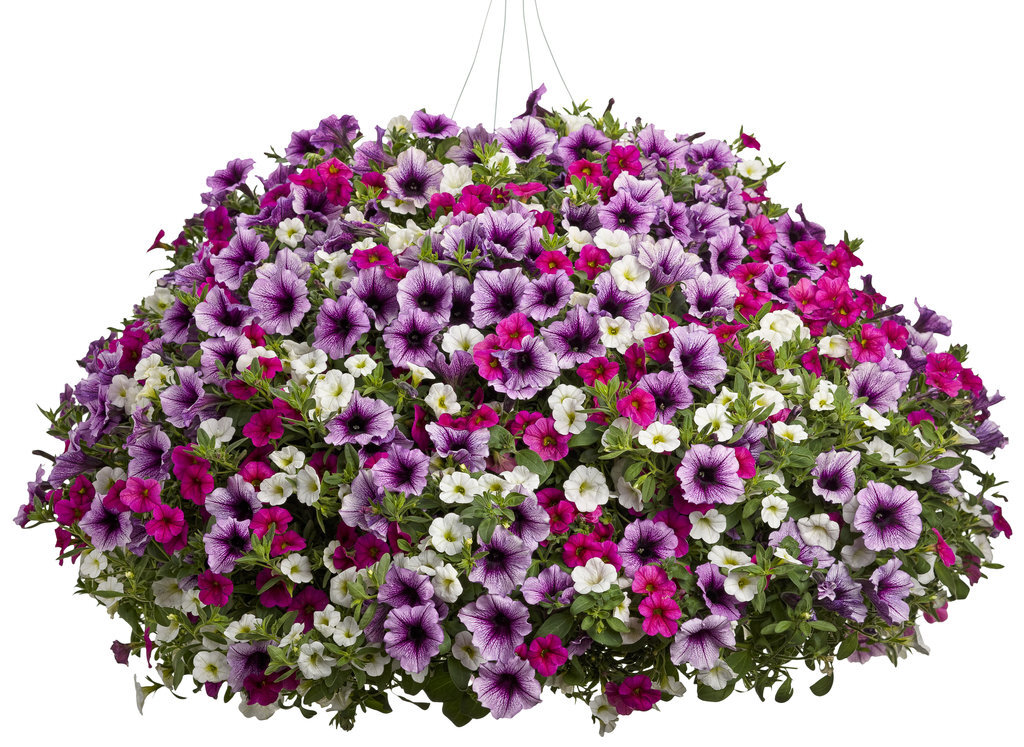   Рекомендации по уходу:                    