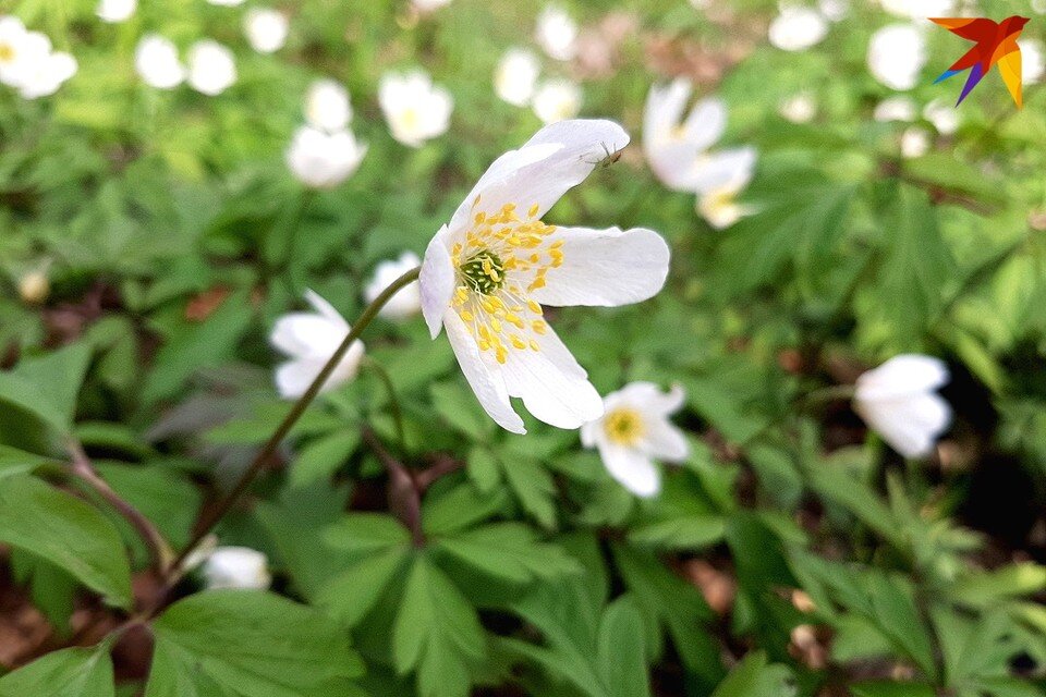     В Беларуси потеплеет до +18 градусов на неделе с 20 по 26 марта, но могут быть кратковременные дожди. Фото: архив «КП»