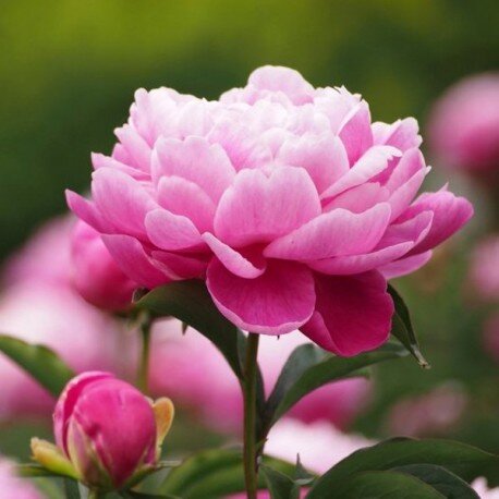 Как сажать и выращивать луковицы пиона.