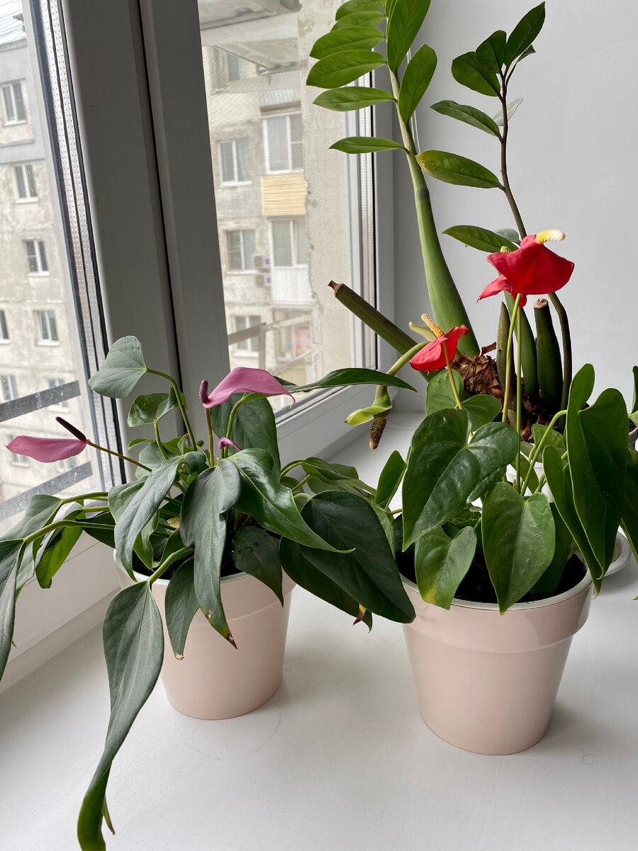 Вот эти цветут вообще постоянно 