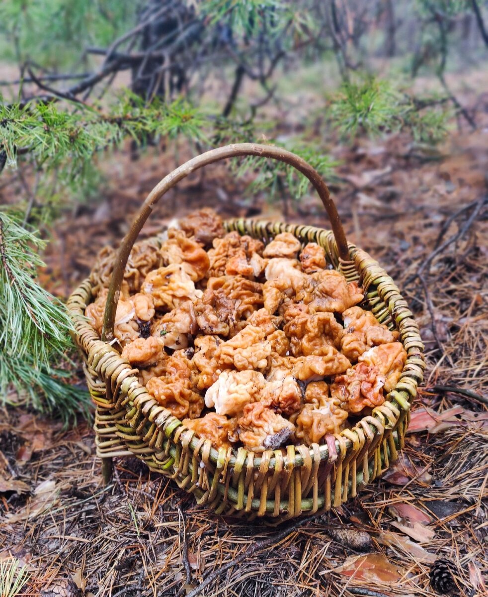 строчки грибы фото съедобные