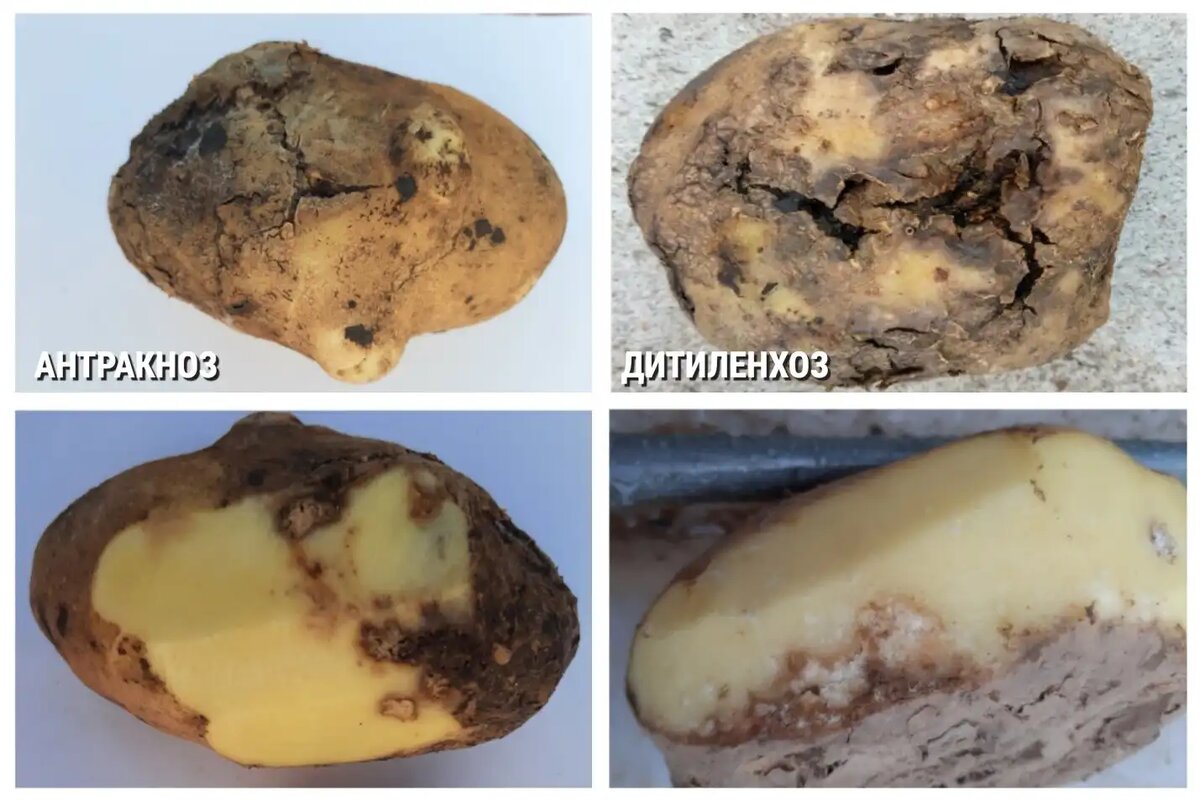 В случае появления признаков картофельной болезни хлеба полки обрабатывают 3 уксусной кислоты
