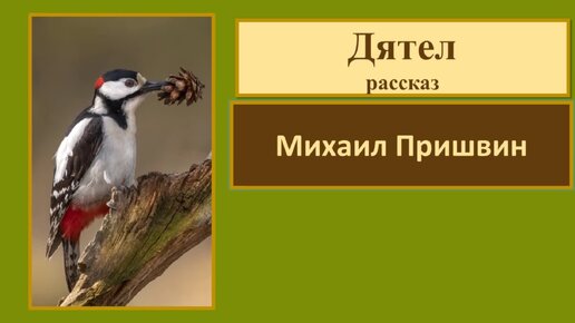 Рассказ дятел Пришвина. Рассказ Лесной доктор пришвин. Пришвин дятел развилина.