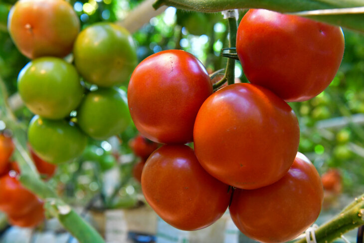 Фото: Сергей Елесин, ИА "Тюменская линия"