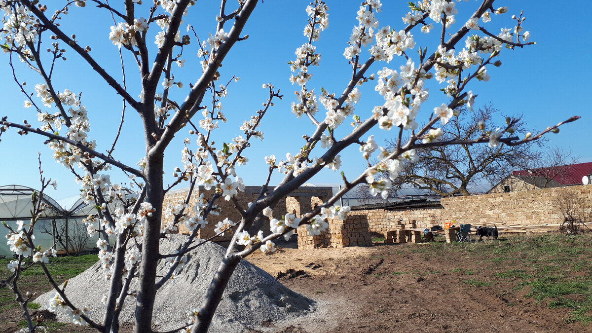 Слива цветёт