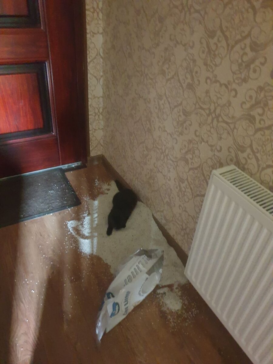 Мурзику нравится наполнитель