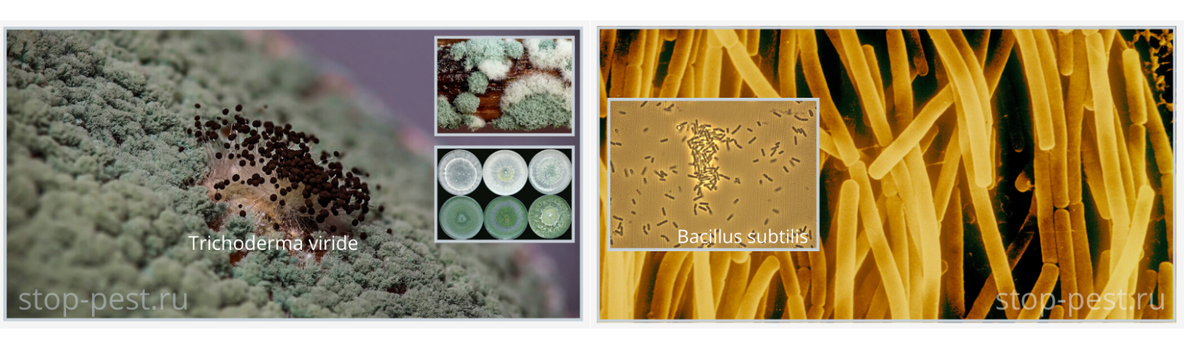 httpsstop-pest.ruwp-contentuploads202003grib_trichoderma-viride_200317-7.png