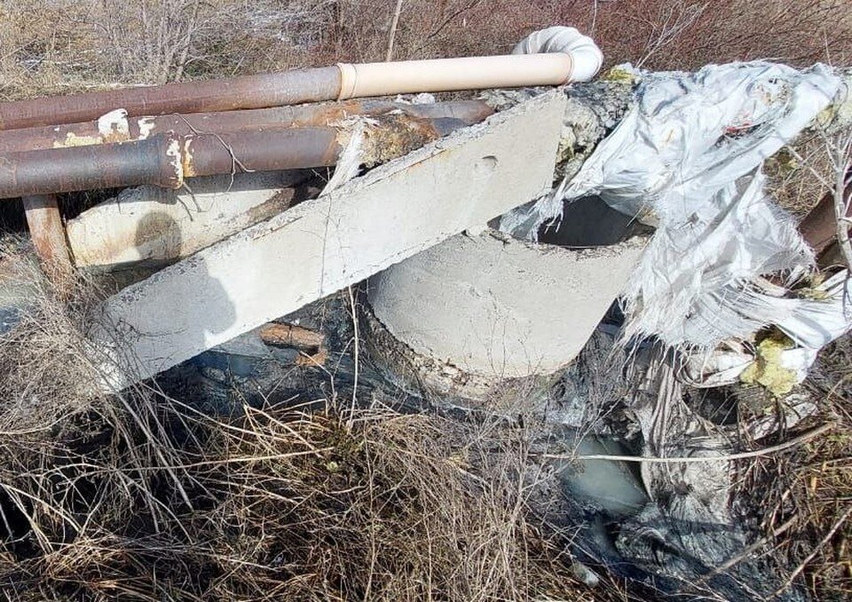     Фото из телеграм-канала департамента экологии  Предоставлено