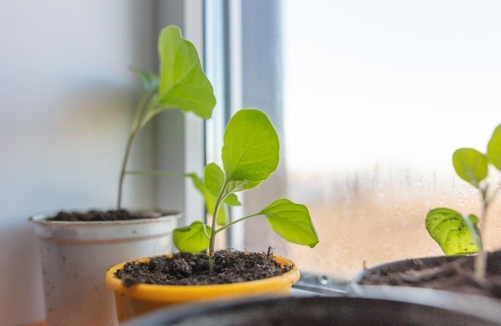    Если рассада остановилась в росте, убедитесь, что все в порядке с условиями и агротехникой