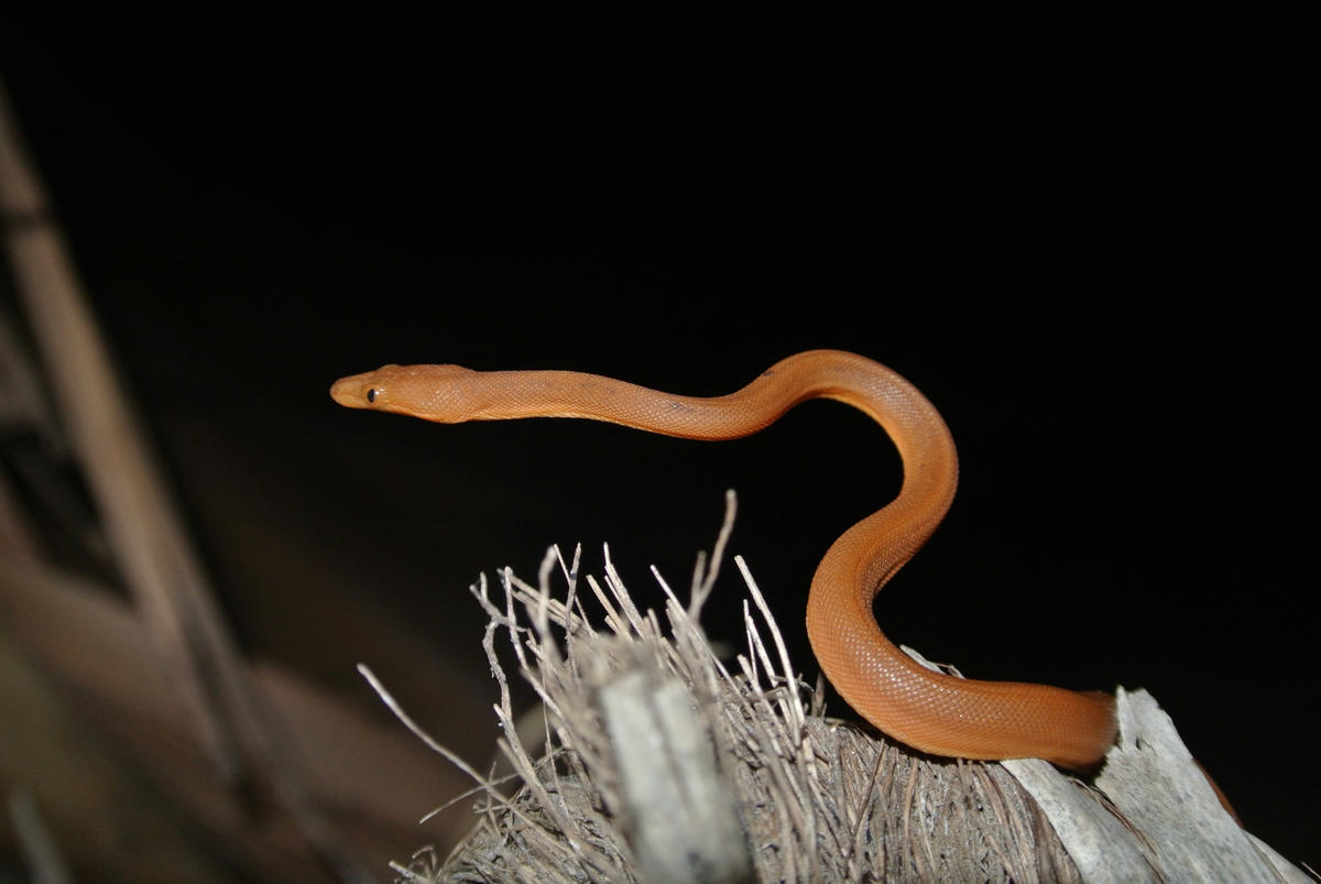 Змеята появляются на свет крохотными — чуть меньше 5 грамм и совсем не похожими на родителей. Новорожденные щеголяют с ярко-оранжевым цветом чешуи — солидный черный костюм малыши приобретают чуть позже.